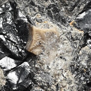 Ámbar birmano en bruto con dos crinoideos fósiles raros