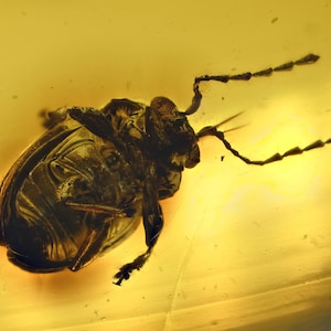 Puede incluir: Un espécimen de escarabajo de color marrón oscuro conservado dentro de una pieza de ámbar translúcido de color amarillo dorado. El insecto es visible de perfil, mostrando su cuerpo segmentado, patas y dos antenas largas y finas.