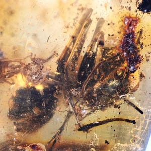 Robust Camponotus (Carpenter Ant), Fossil Inclusion in Dominican Amber