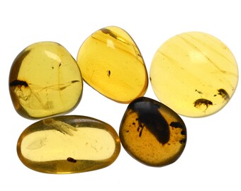 Lot of 5 Coleoptera (Beetle) Fossil inclusion in Burmese Amber