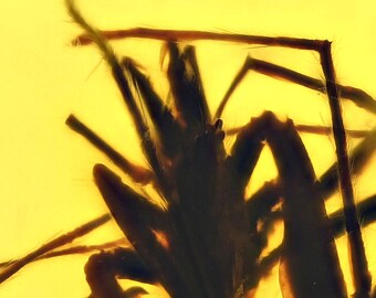 Spider with large fangs, Fossil inclusion in Burmese Amber