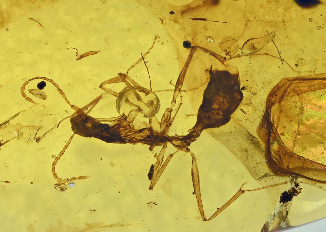 RARE Haidomyrmex (hell Ant), Fossil Insect Inclusion in Burmese Amber ...