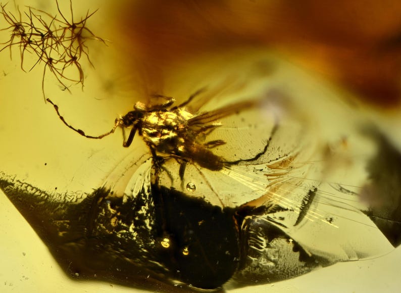 Rare Wax Threads - Coccoidea (scale Insect) in Baltic Amber - Etsy