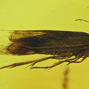 Puede incluir: Un espécimen de polilla de color marrón oscuro conservado dentro de una pieza de ámbar translúcido de color amarillo dorado. El insecto está capturado de perfil, mostrando sus alas alargadas, patas delgadas y una antena prominente.