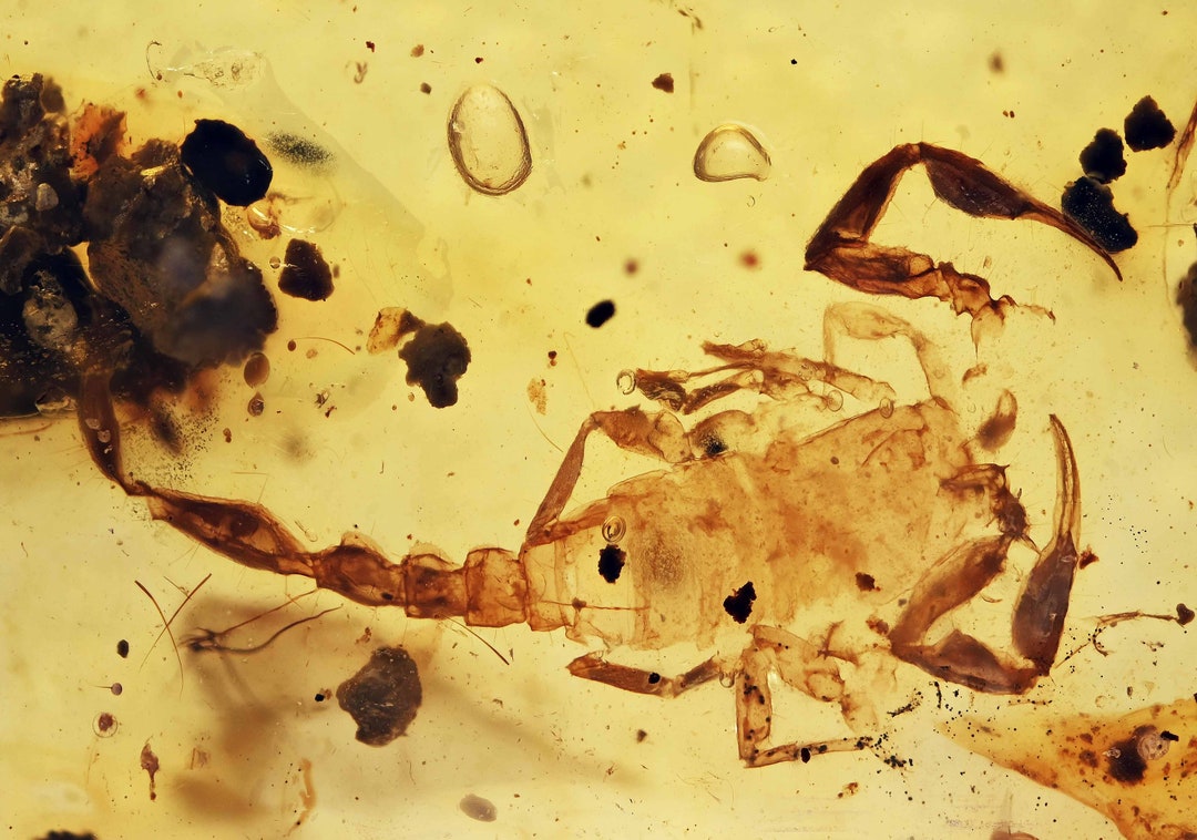 Rare Complete Scorpion Fossil Inclusion in Burmese Amber - Etsy