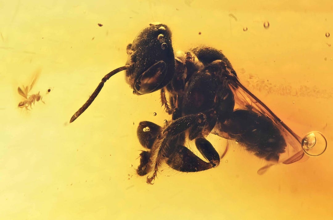 Rare Anthophila stingless Bee, Fossil Inclusion in Dominican Amber - Etsy