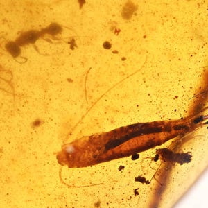 Bristletail, Wasp, Spider, and Midge, Fossil inclusion in Burmese Amber
