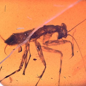 Sällsynt ung bönsyrsa (Mantodea), fossil förekomst i burmesisk bärnsten