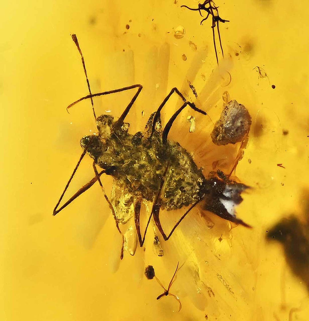 Icerya Purchasi Maskell (scale Insect), Fossil Inclusion in Burmese ...