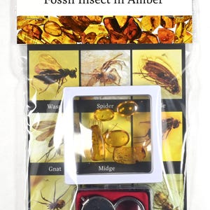 Amber With Insect - Etsy