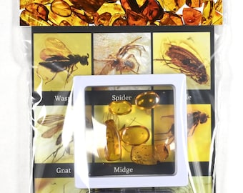 本物の化石琥珀（昆虫入り） - 天然化石琥珀昆虫5個セット - 白亜紀