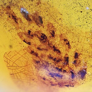 SUPER RARE Spider Egg Sac, Fossil Inclusion in Burmese Amber image 1