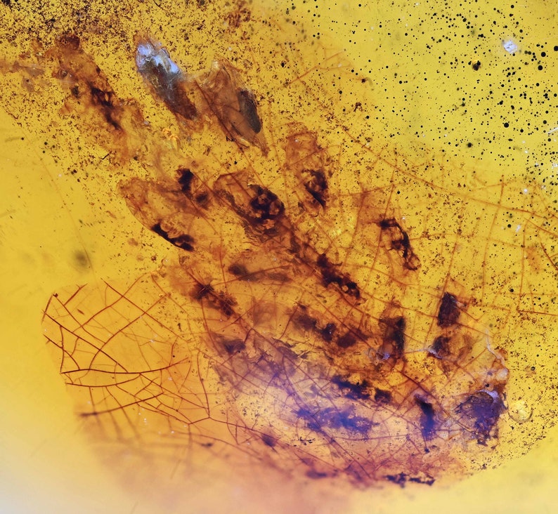 SUPER RARE Spider Egg Sac, Fossil Inclusion in Burmese Amber image 1