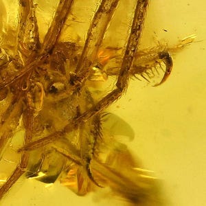 Rare Archaeidae (Assassin Spider), Fossil Inclusion in Baltic Amber
