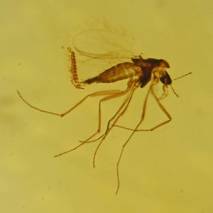 LAYING EGGS Chironomidae (Midge), Fossil insect inclusion in Baltic Amber