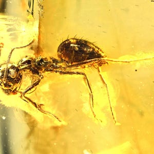 Detailed Aculeata, Formicidae (Ant), Fossil Inclusion in Baltic Amber