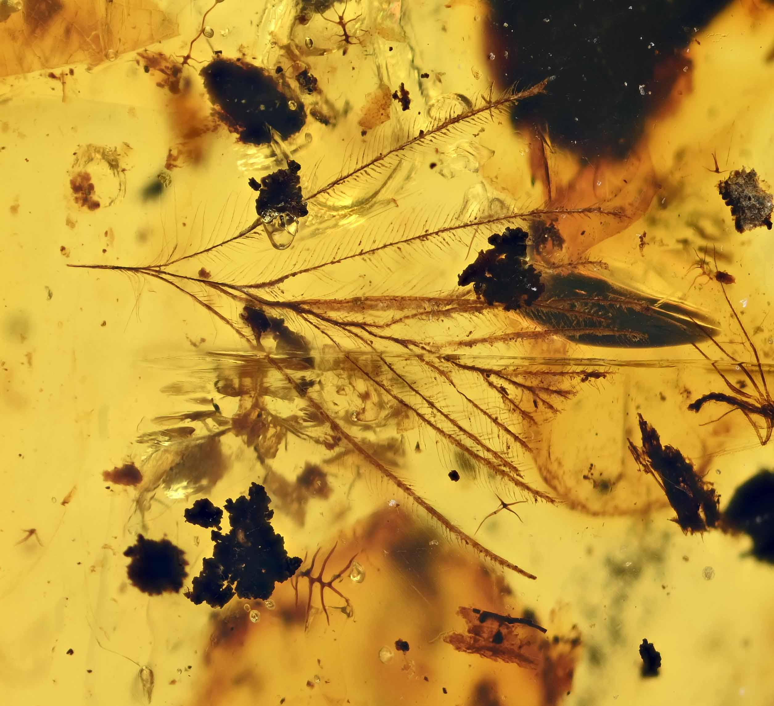 ビルマ産琥珀に含まれる希少な鳥類の羽毛の化石 - Etsy 日本