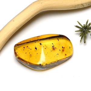 Aculeata, Formicidae (Ant), Fossil insect inclusion in Chiapas (Mexican) Amber