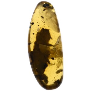 Click Beetle with other insects, Fossil insect inclusion in Burmese Amber