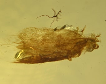 Lépidoptères (mites), inclusion de fossiles dans l'ambre birman