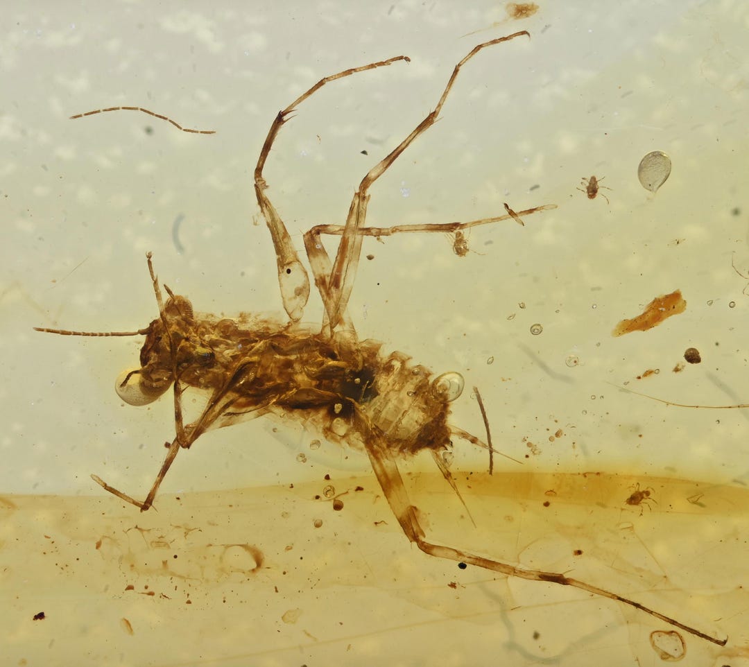 Praying Mantis With Hitchhiking Mites, Fossil Insect Inclusion in ...