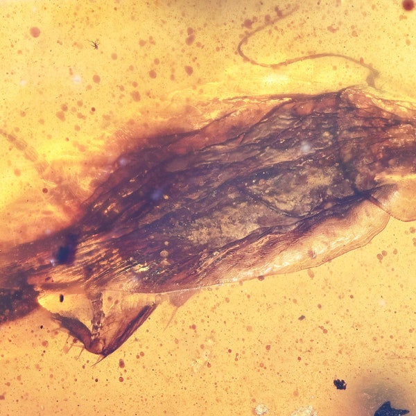 SUPER RARE! Cockroach Laying Egg Sac, Fossil inclusion in Burmese Amber