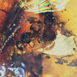 Swarm of Anthophila (Stingless Bee), Fossil insect inclusion in Chiapas Amber
