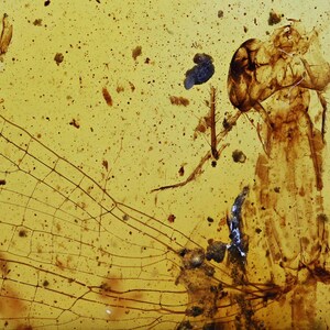 RARE Zygoptera (Damselfly), Fossil Inclusion in Burmese Amber