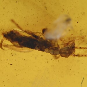 Isoptera (Termite), Fossil insect inclusion in Burmese Amber