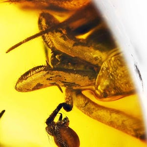 Rare Archaeidae (Assassin Spider), Fossil Inclusion in Baltic Amber