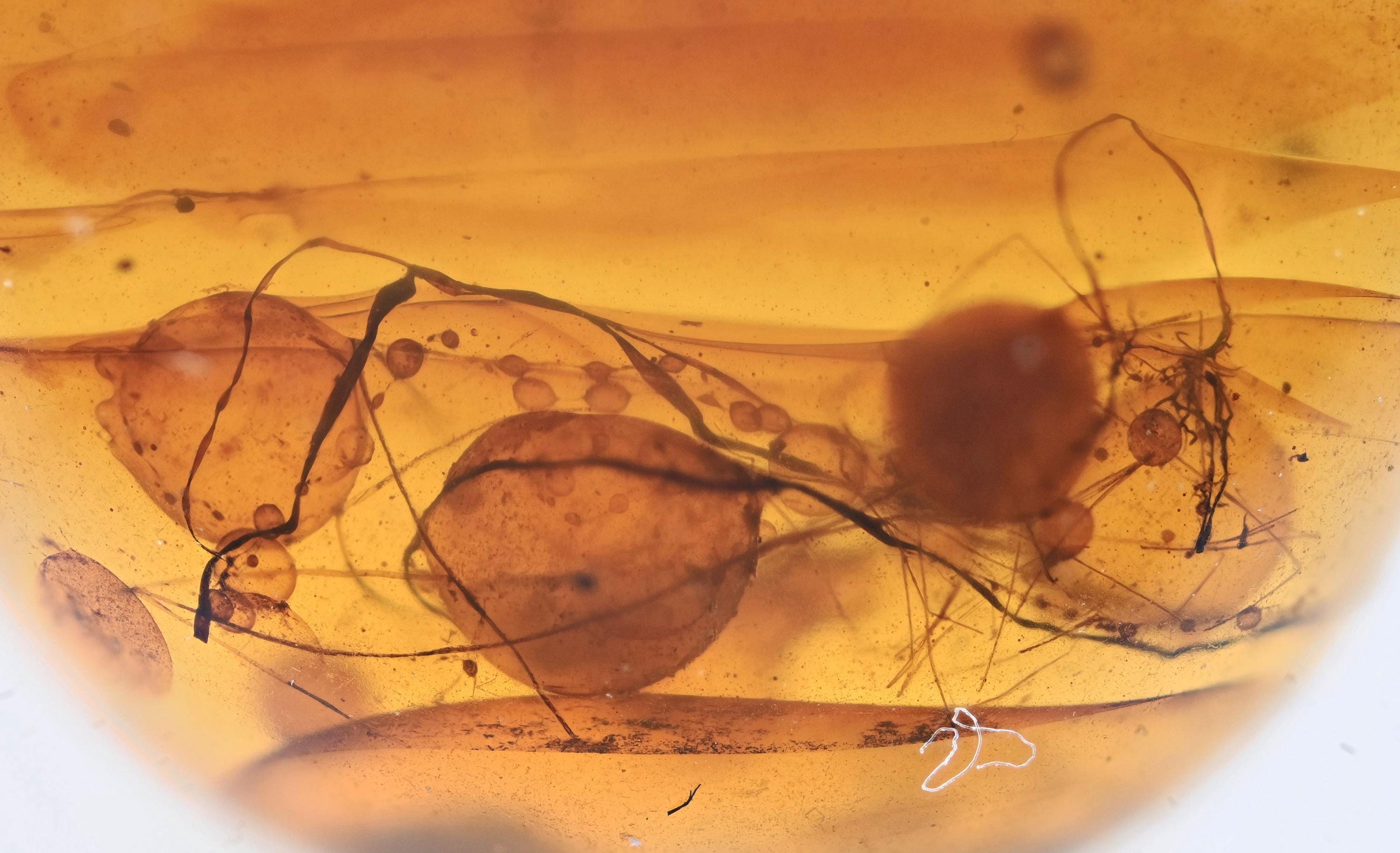 Unusual inclusion, Fossil insect inclusion in Burmese Amber