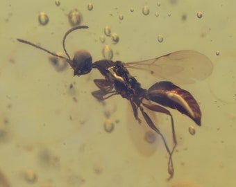 Hyménoptères (guêpes), inclusion d'insectes fossiles dans l'ambre birman
