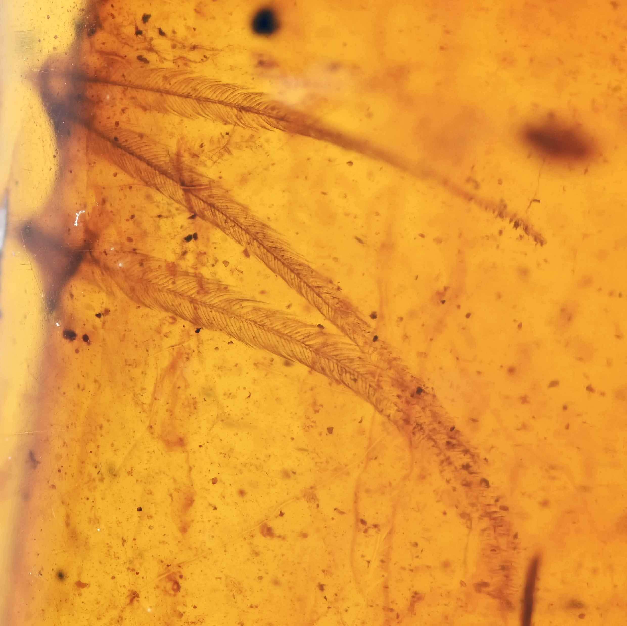 ビルマ産琥珀に含まれる希少な鳥類の羽毛の化石 - Etsy 日本