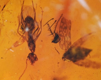 Unusual winged ant with planthopper, Fossil Inclusion in Dominican Amber