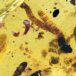 Detailed Diplopoda (Millipede) with Beetle, Fossil inclusion in Burmese Amber