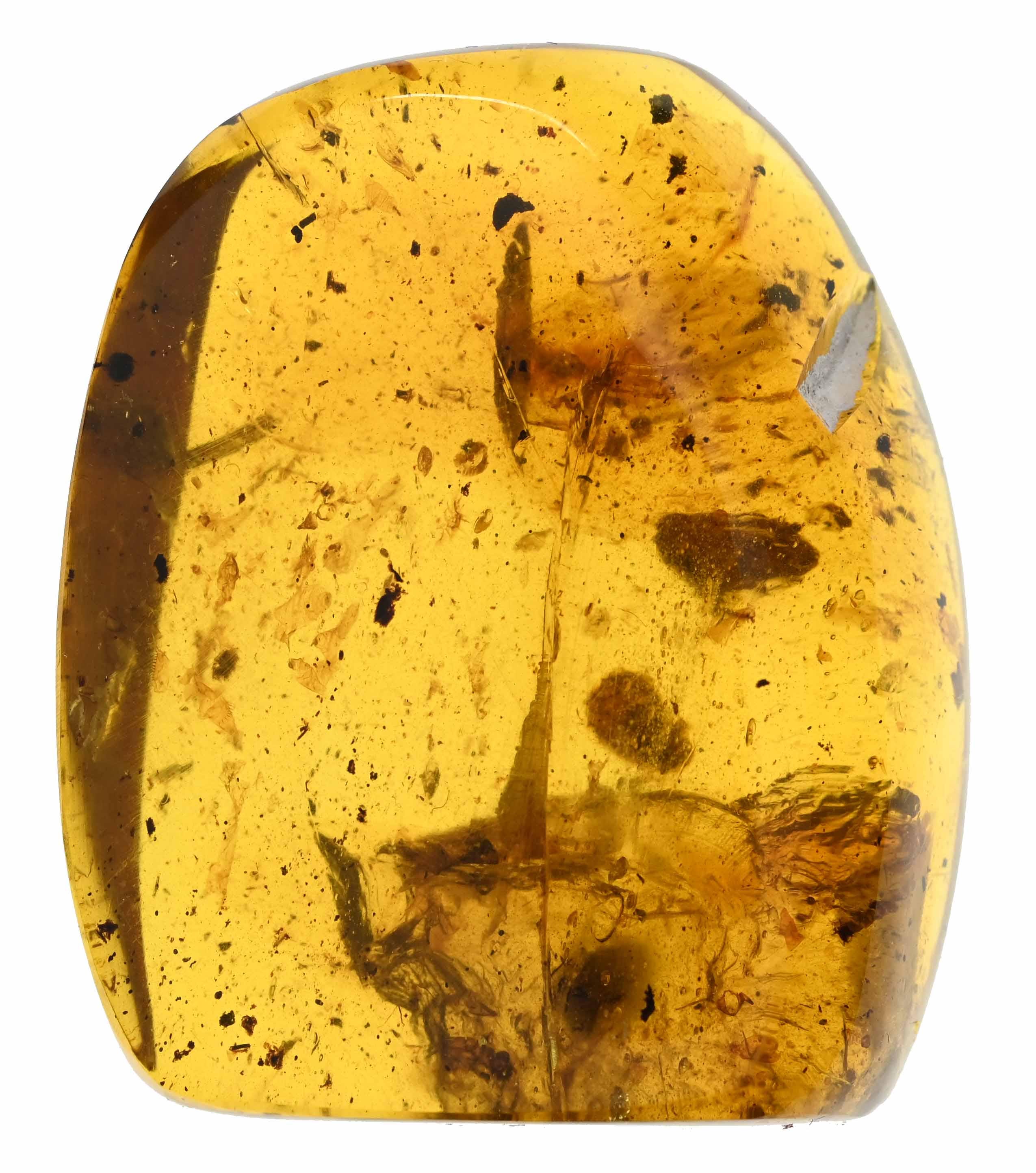 16.88グラムの大きな塊、群集構造、ビルマ産琥珀に含まれる化石含有物