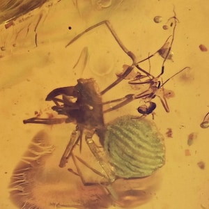 Millipede with Assassin Spider, Fossil insect inclusion in Burmese Amber
