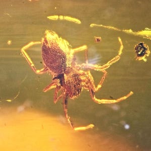 11.3 g - Araneae (Spider) Fossil inclusion in Chiapas (Mexican) Amber