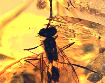 Unusual Hymenoptera (Wasp), Fossil inclusion in Burmese Amber