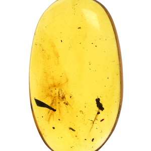 Spider - Fossil Insect Inclusion in Burmese Amber
