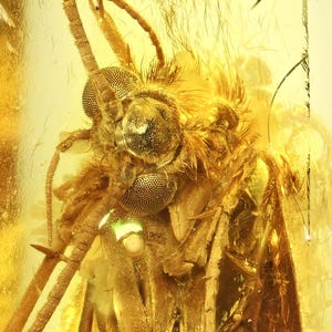 Detailed Trichoptera (Caddisfly), Fossil Inclusion in Baltic Amber