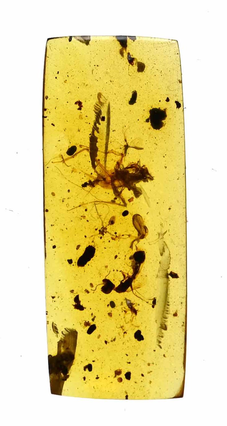 Rare Juvenile Mantodea (praying Mantis), Fossil Inclusion in Burmese ...