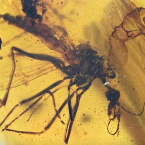 Puede incluir: Un espécimen de insecto de color marrón oscuro preservado dentro de una piedra de ámbar de color amarillo dorado translúcido. El insecto presenta patas largas y delgadas, alas delicadas y una estructura corporal segmentada, visible a través de la resina.