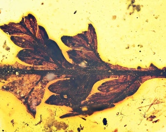 Rare Superb Leaf, Fossil inclusion in Burmese Amber