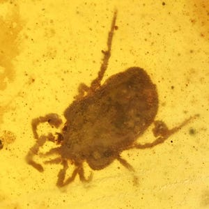 Detailed Erythraeidae (Mite), Fossil inclusion in Burmese Amber