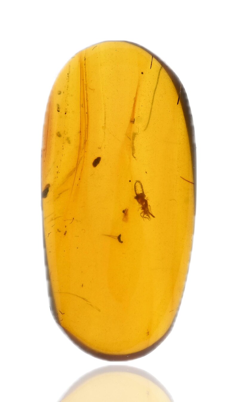 Mosca Buho Ascalaphidae (larva de mosca búho), inclusiones fósiles de insectos en ...