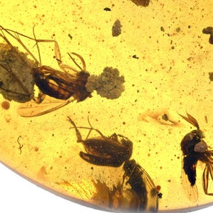 Swarm of Dipterans, Fossil Insect Inclusions in Burmese Amber