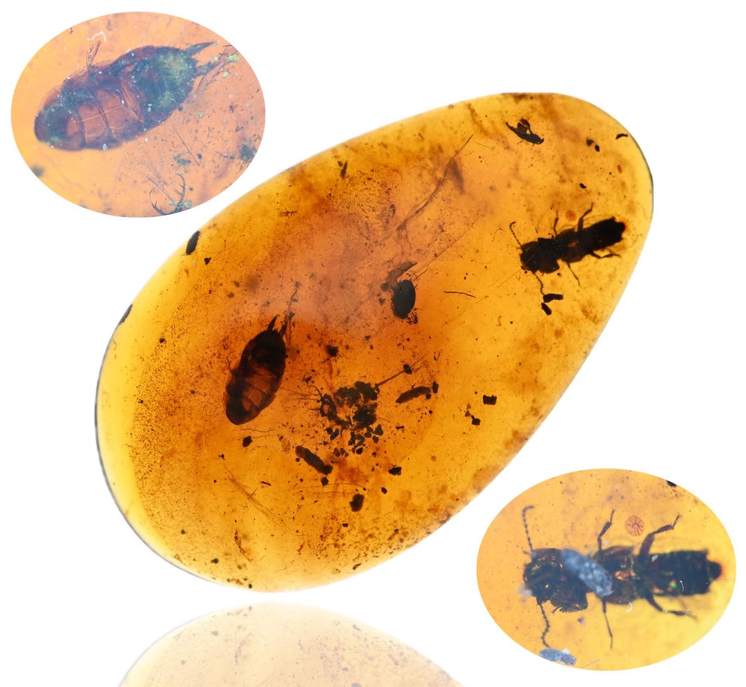 Lion Cockroach Ant Lion Larva, Cockroach, Beetle +++, Fossil Insect Inclusion in ...