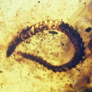 Detailed Diplopoda (Millipede) Fossil inclusion in Burmese Amber