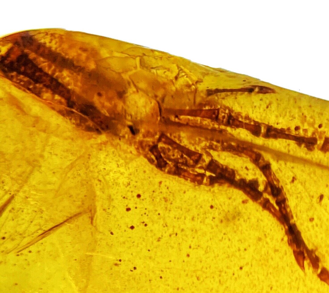 ビルマ産琥珀に含まれる珍しいトカゲの足の化石 - Etsy 日本